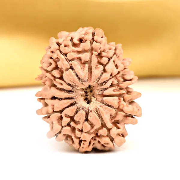 14_Mukhi_From_Nepal_Ccxxvii