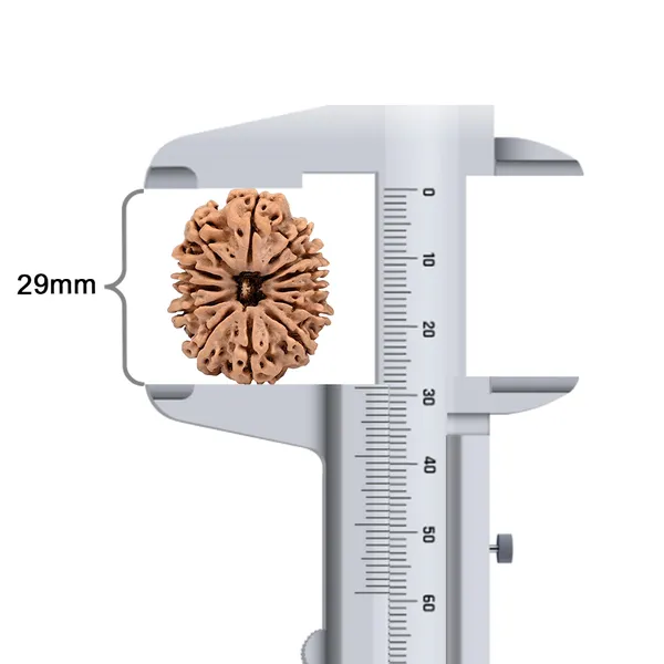 Techpandit_13_Mukhi_Nepal_Rudraksha_Bead