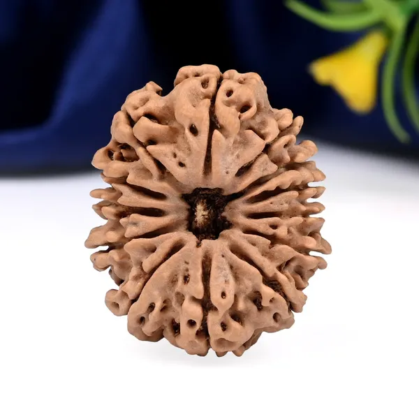 Techpandit_13_Mukhi_Nepal_Rudraksha_Bead