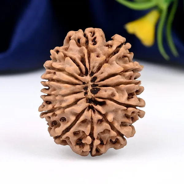 Techpandit_13_Mukhi_Nepal_Rudraksha_Bead