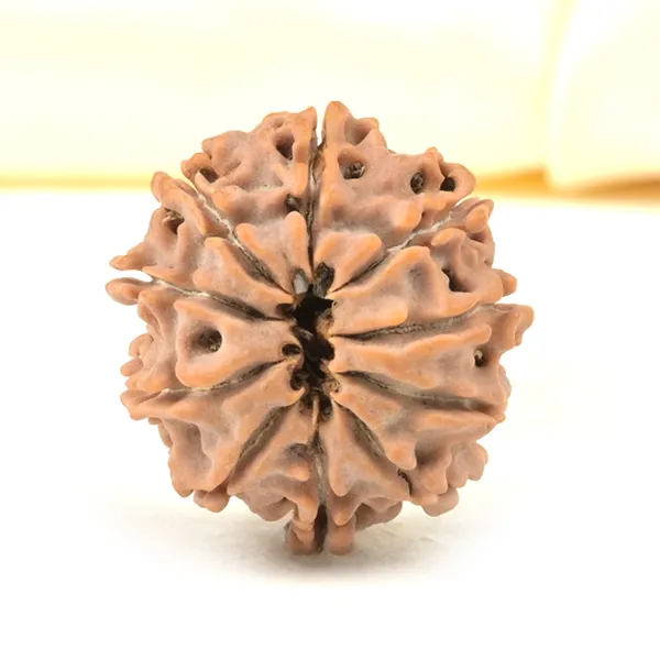 Techpandit_10_Mukhi_Rudraksha_Bead_Nepal