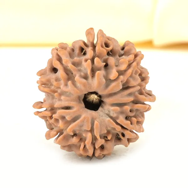 Techpandit_10_Mukhi_Rudraksha_Bead_Nepal