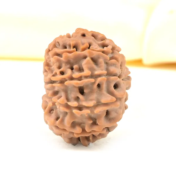 Techpandit_10_Mukhi_Rudraksha_Bead_Nepal