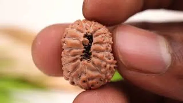 15_Mukhi_From_Java_Indonesia_Large_Xciii