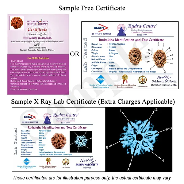15_Mukhi_From_Java_Indonesia_Large_Xciii