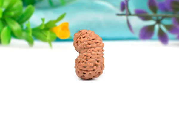 15_Mukhi_From_Java_Indonesia_Large_Xciii