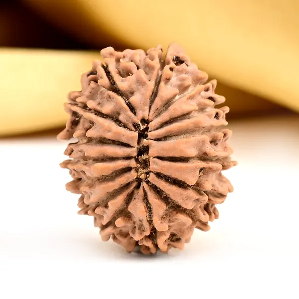 15_Mukhi_Rudraksha_Bead_From_Nepal_Small
