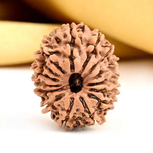 15_Mukhi_Rudraksha_Bead_From_Nepal_Small