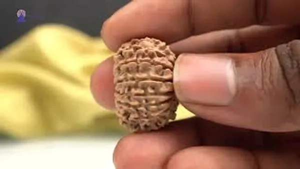 15_Mukhi_Rudraksha_Bead_From_Nepal_Small