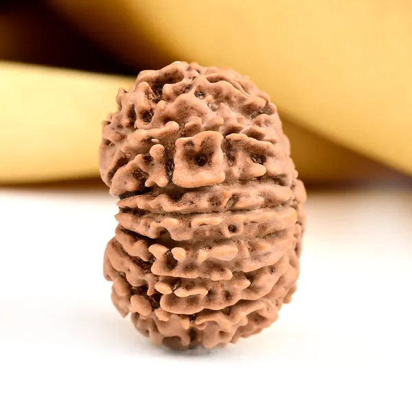 15_Mukhi_Rudraksha_Bead_From_Nepal_Small