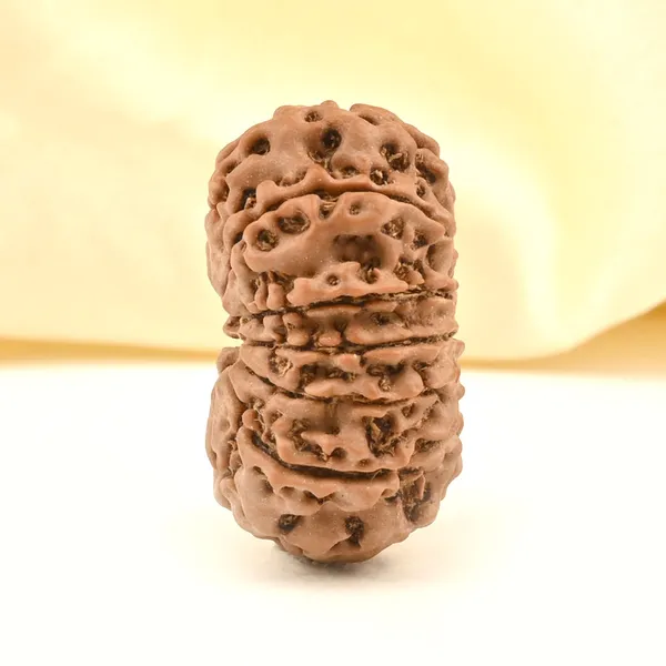11_Mukhi_Rudraksha_Bead_Nepal