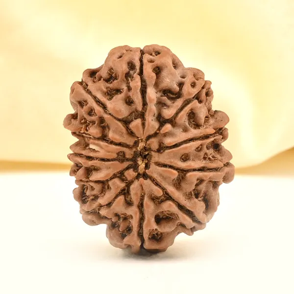 11_Mukhi_Rudraksha_Bead_Nepal
