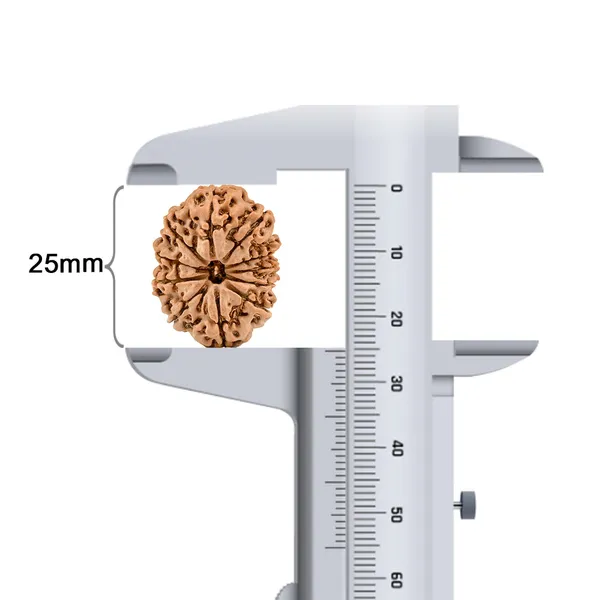 11_Mukhi_Rudraksha_Bead_Nepal