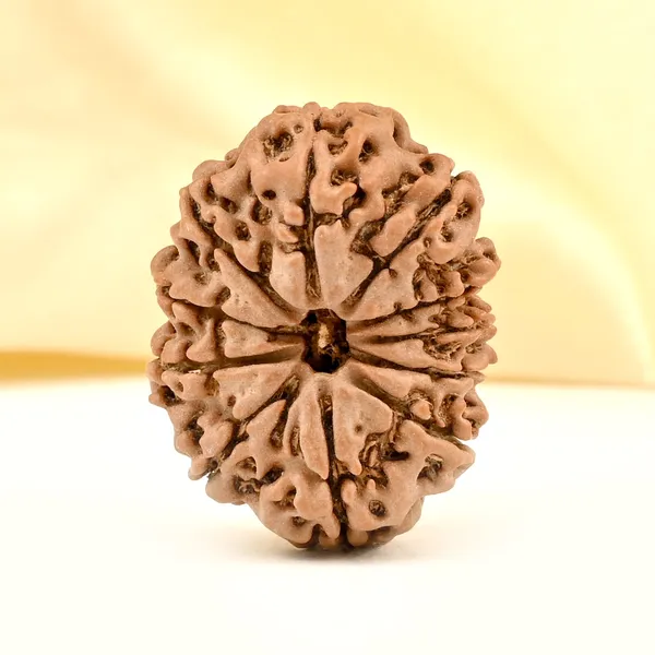 11_Mukhi_Rudraksha_Bead_Nepal