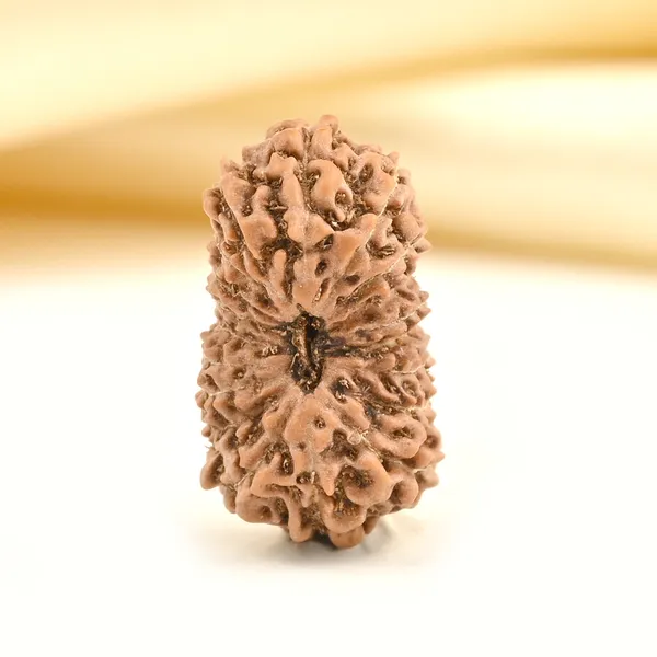 19_Mukhi_From_Java_Indonesia_Large_Lxxxiii