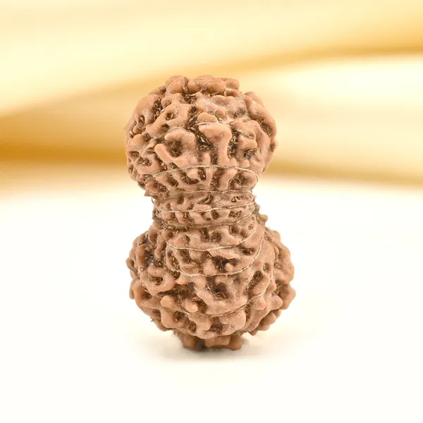 19_Mukhi_From_Java_Indonesia_Large_Lxxxiii