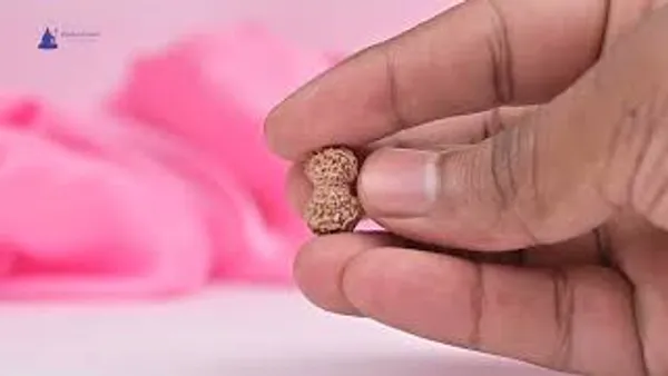 19_Mukhi_From_Java_Indonesia_Large_Lxxxiii