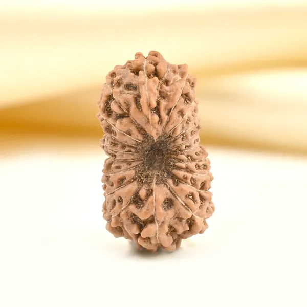 19_Mukhi_From_Java_Indonesia_Large_Lxxxiii