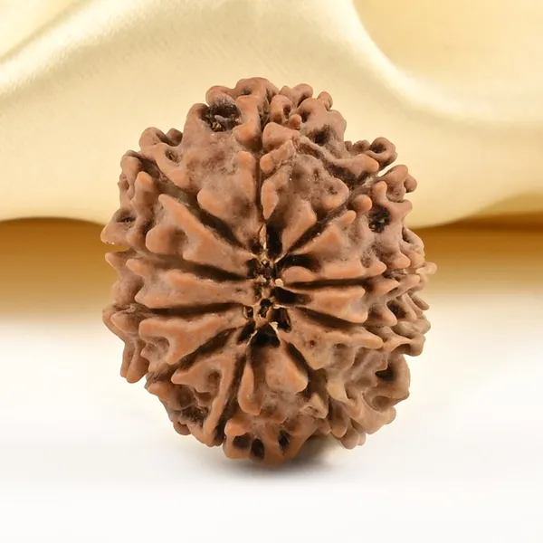 10_Mukhi_From_Nepal_Small_Ccclxxxv
