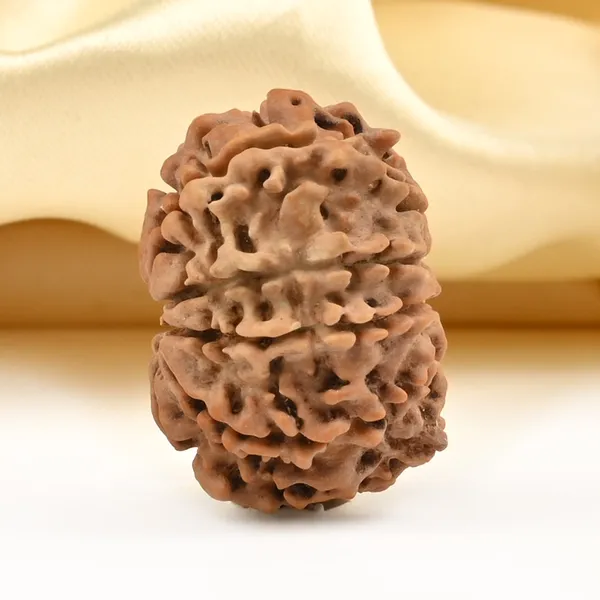 10_Mukhi_From_Nepal_Small_Ccclxxxv