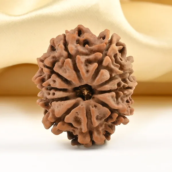 10_Mukhi_From_Nepal_Small_Ccclxxxv