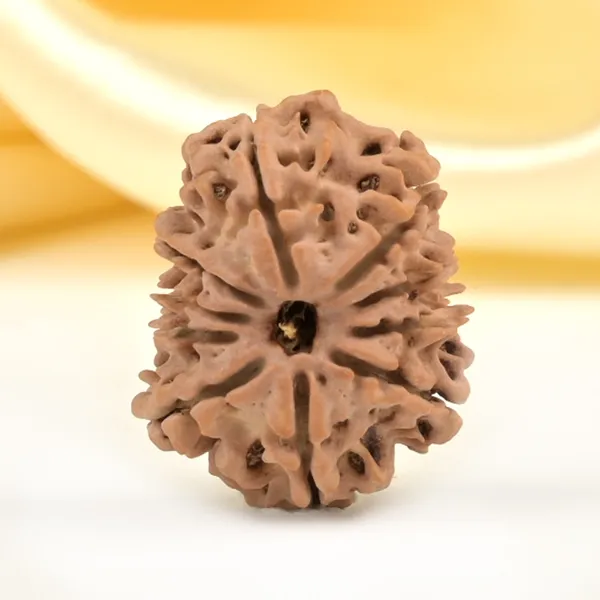 10_Mukhi_From_Nepal_Small_Cdli
