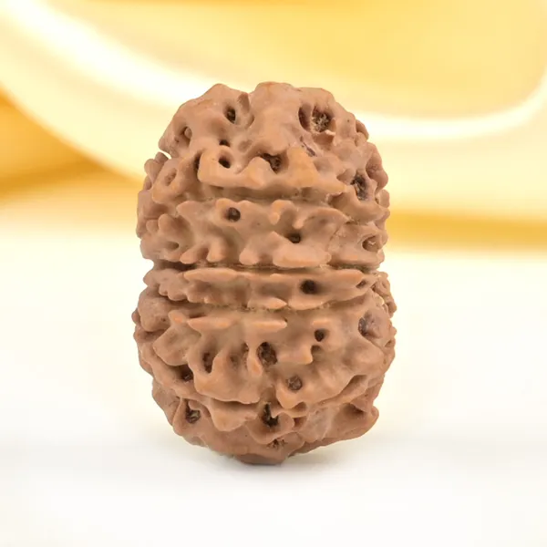 10_Mukhi_From_Nepal_Small_Cdli