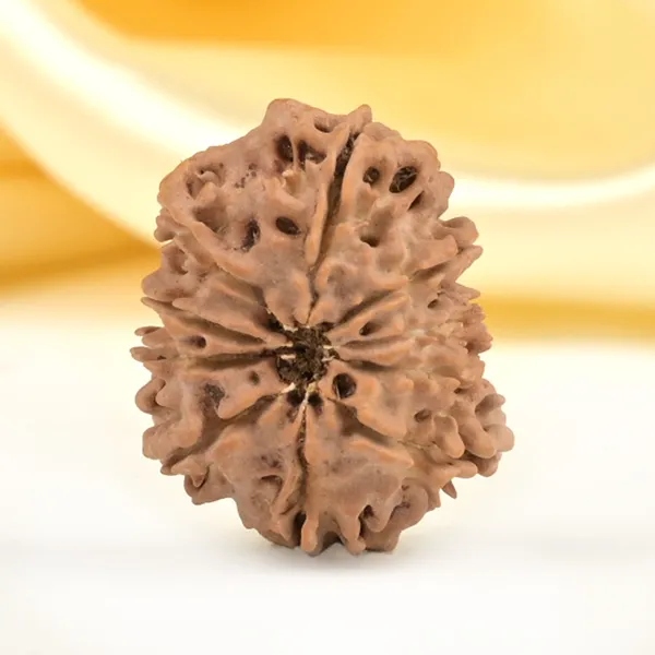 10_Mukhi_From_Nepal_Small_Cdli