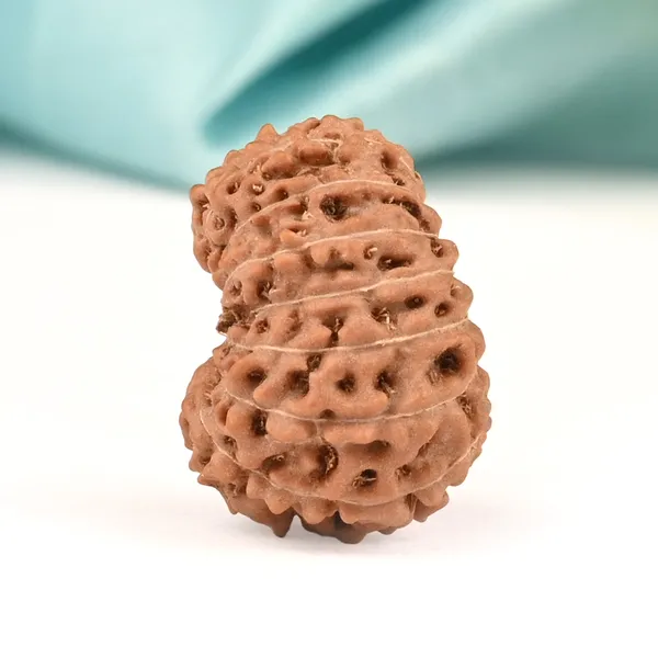 16_Mukhi_From_Java_Indonesia_Large_Xcii