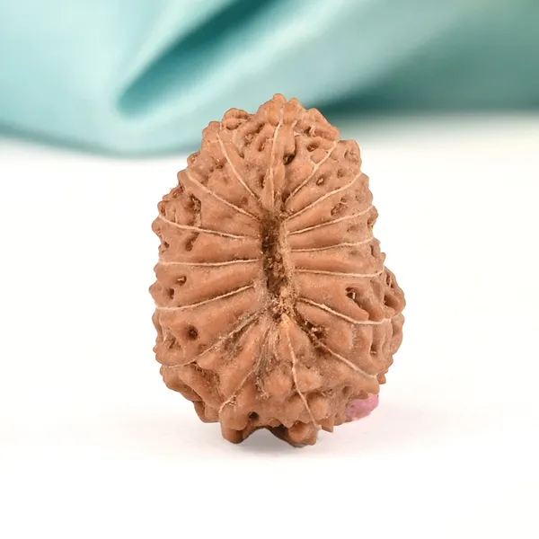 16_Mukhi_From_Java_Indonesia_Large_Xcii