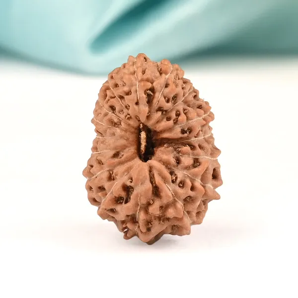 16_Mukhi_From_Java_Indonesia_Large_Xcii