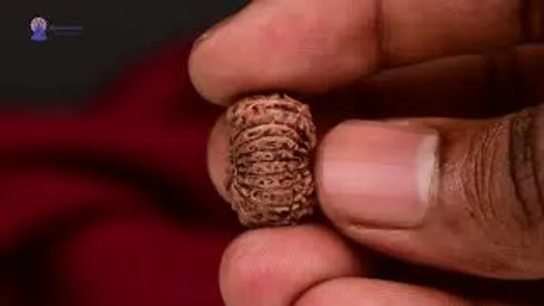 17_Mukhi_From_Java_Indonesia_Large_Ccii