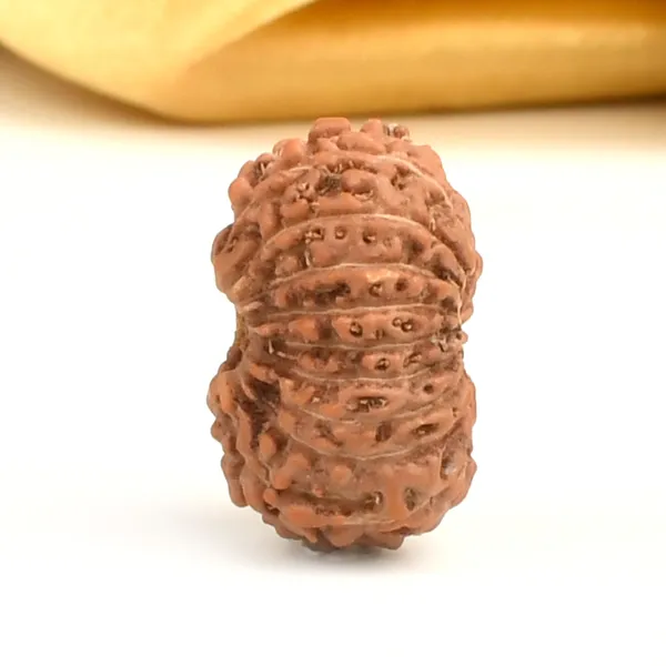 17_Mukhi_From_Java_Indonesia_Large_Ccii