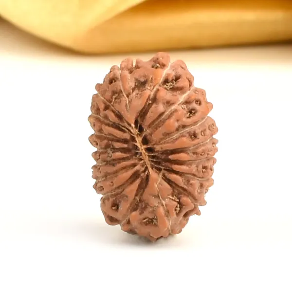 17_Mukhi_From_Java_Indonesia_Large_Ccii