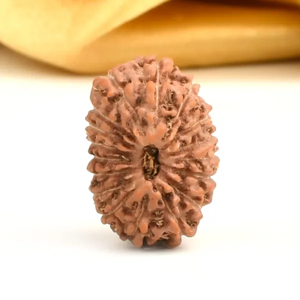17_Mukhi_From_Java_Indonesia_Large_Ccii