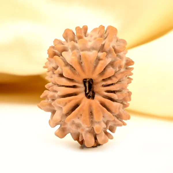 Techpandit_14_Mukhi_Nepal_Rudraksha_Bead