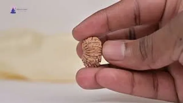 Techpandit_14_Mukhi_Nepal_Rudraksha_Bead