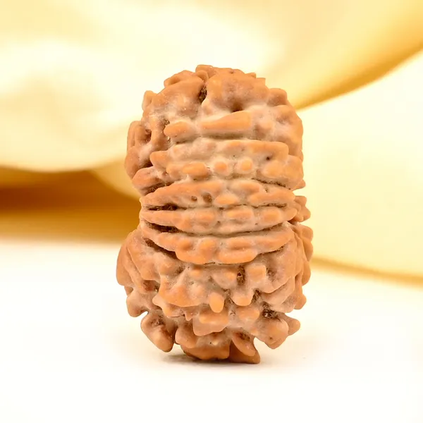 Techpandit_14_Mukhi_Nepal_Rudraksha_Bead