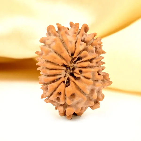 Techpandit_14_Mukhi_Nepal_Rudraksha_Bead