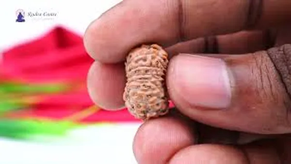 15_Mukhi_From_Java_Indonesia_Large_Cxii