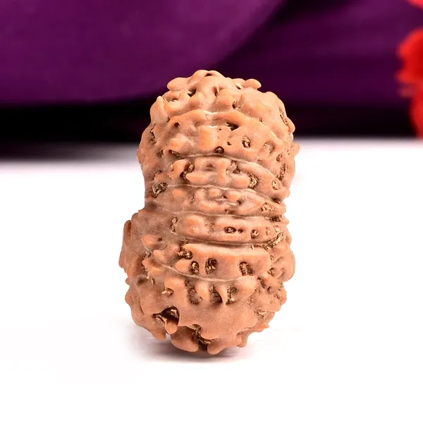 15_Mukhi_From_Java_Indonesia_Large_Cxii