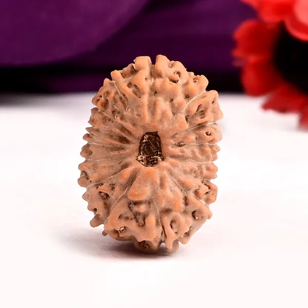 15_Mukhi_From_Java_Indonesia_Large_Cxii