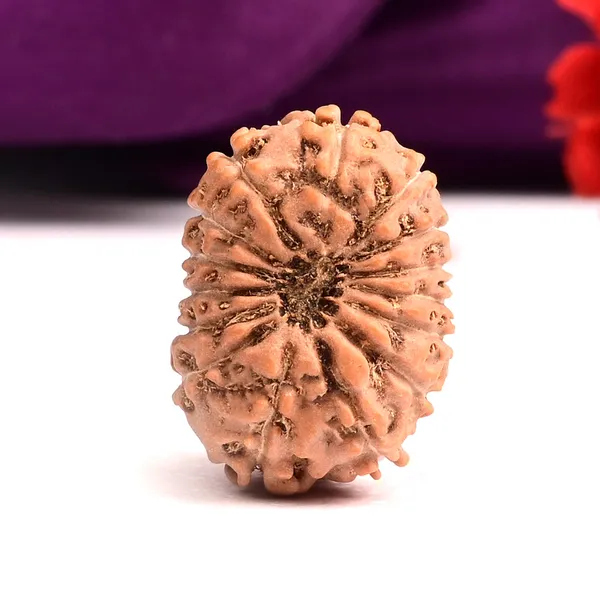 15_Mukhi_From_Java_Indonesia_Large_Cxii