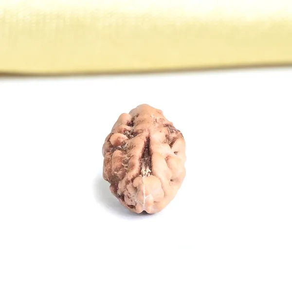 1_Mukhi_From_Java_Indonesia_Xxv