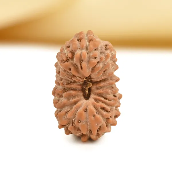 16_Mukhi_Rudraksha_Bead_Indonesia