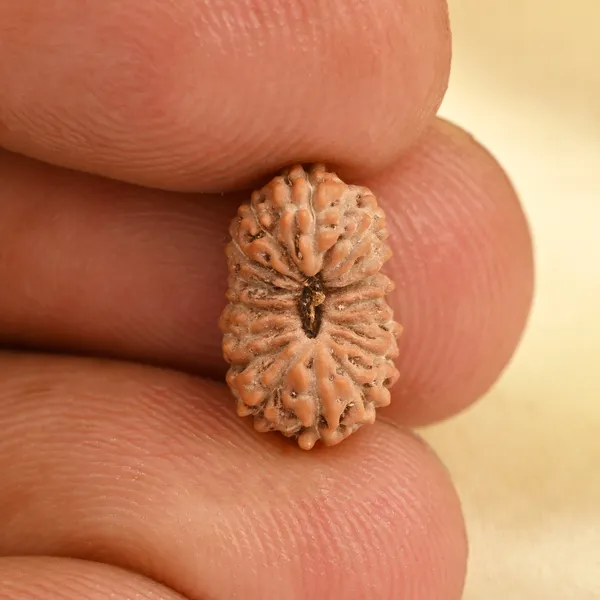 16_Mukhi_Rudraksha_Bead_Indonesia
