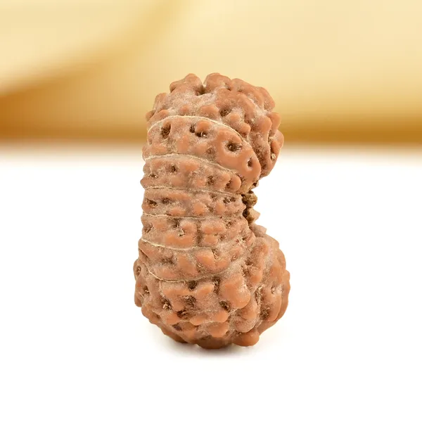 16_Mukhi_Rudraksha_Bead_Indonesia