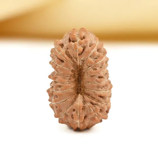 16_Mukhi_Rudraksha_Bead_Indonesia