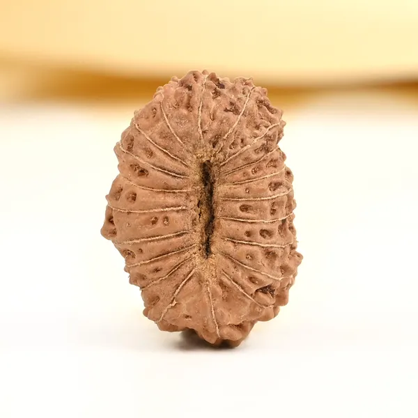 20_Mukhi_From_Java_Indonesia_Cviii