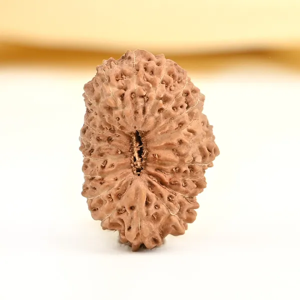 20_Mukhi_From_Java_Indonesia_Cviii